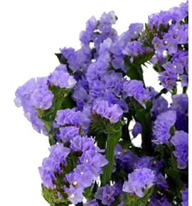 Statice hol malva 60 - STAMAL