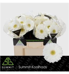 Gerbera abe 50 x10 - GERABE5010