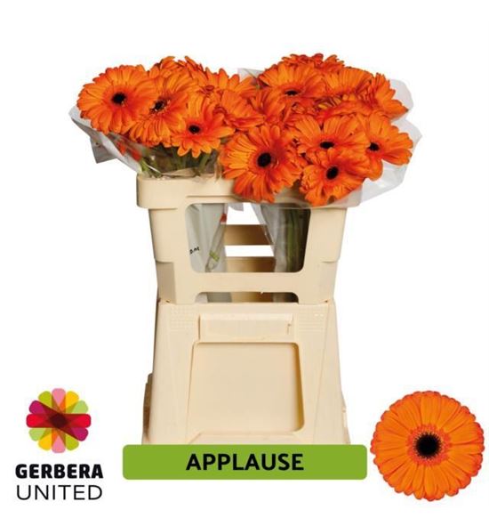 Gerbera applause 50 x10 - GERAPP5010