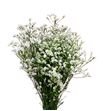 Limonium white diamond 80 - LIMWHIDIA
