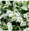 Limonium white diamond 80 - LIMWHIDIA1