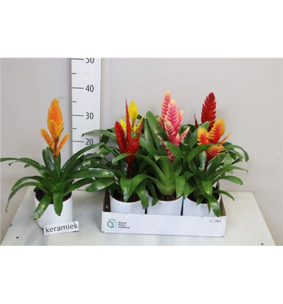 Pl. vriesea mixto 6kl 40cm x6 - VRIMIX61240