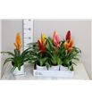 Pl. vriesea mixto 6kl 40cm x6 - VRIMIX61240