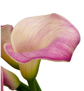 Cala blushing lady 65 - ZANBLULAD
