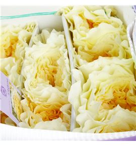 Rosa austin patience 50 - RGRAUSPAT