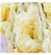 Rosa austin patience 50 - RGRAUSPAT2