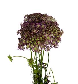 Daucus carota dara 70 - DAUCARDAR