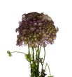 Daucus carota dara 70 - DAUCARDAR