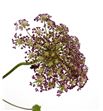 Daucus carota dara 70 - DAUCARDAR2