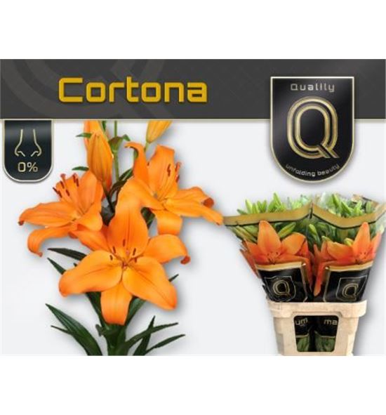 Lilium la hol cortona 85 - LAHCOR