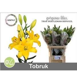 Lilium la hol tobruk 90 - LAHTOB