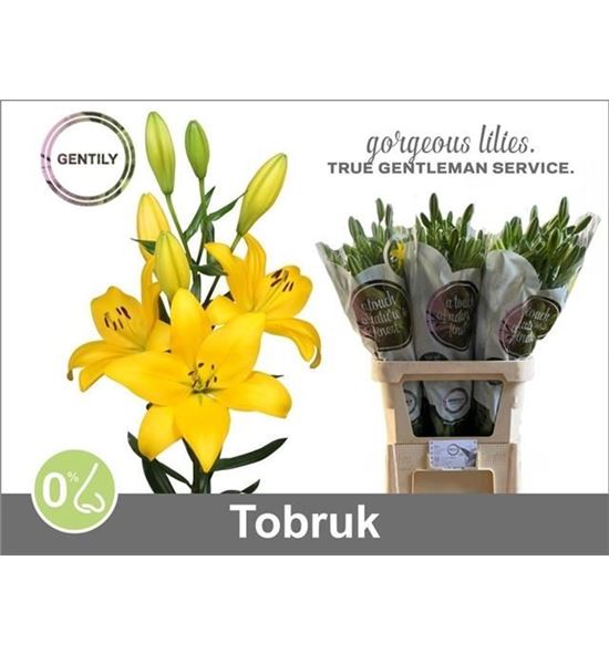Lilium la hol tobruk 90 - LAHTOB