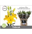 Lilium la hol tobruk 90 - LAHTOB