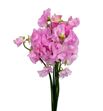 Lathyrus winter sunshine pink 25 - LATWINSUNPIN