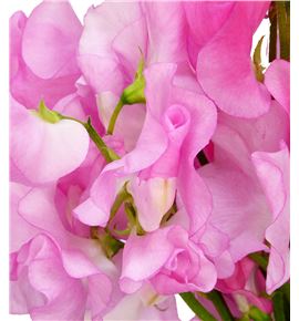 Lathyrus winter sunshine pink 25 - LATWINSUNPIN