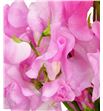 Lathyrus winter sunshine pink 25 - LATWINSUNPIN1