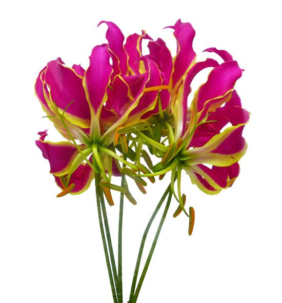 Gloriosa rotchild 20 - GLOORA