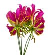 Gloriosa rotchild 20 - GLOORA