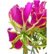 Gloriosa rotchild 20 - GLOORA1