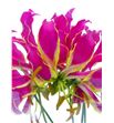 Gloriosa rotchild 20 - GLOORA2