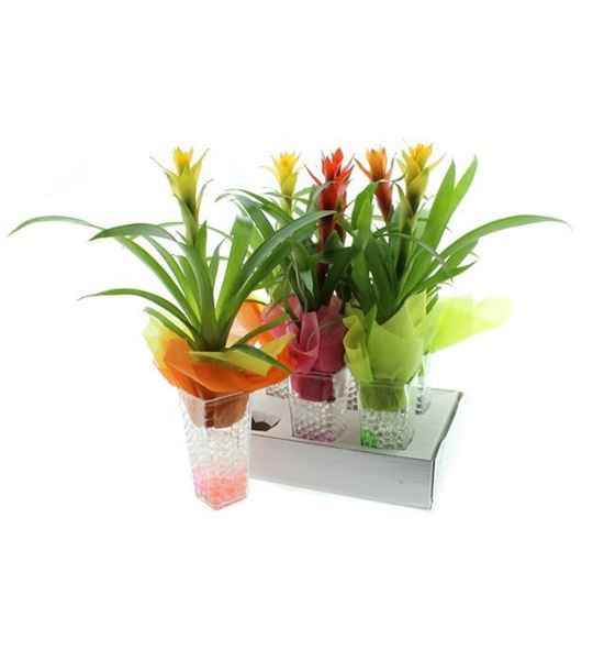 Pl. composicion guzmania 45cm x6 - COMGUZ61045