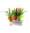 Pl. composicion guzmania 45cm x6 - COMGUZ61045