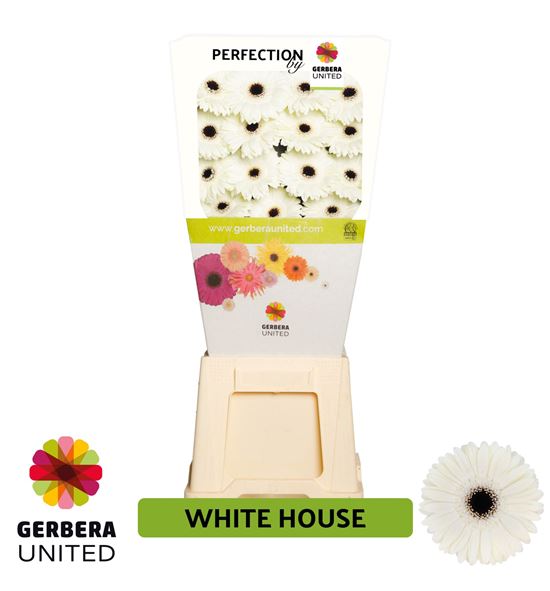 Gerbera white house 50 x15 - GERWHIHOU5015