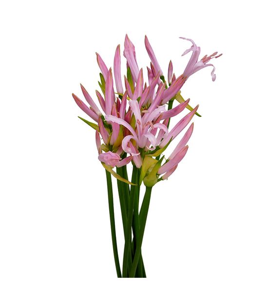 Nerine vesta 70 - NERVES