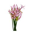 Nerine vesta 70 - NERVES