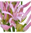 Nerine vesta 70 - NERVES1