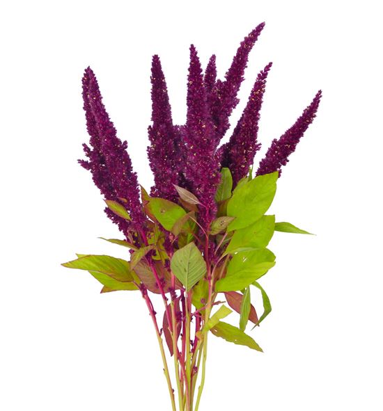 Amaranthus fucsia recto 65 - AMAFUC