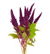 Amaranthus fucsia recto 65 - AMAFUC