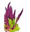 Amaranthus fucsia recto 65 - AMAFUC1