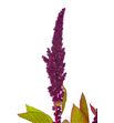 Amaranthus fucsia recto 65 - AMAFUC2