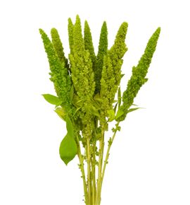 Amaranthus verde recto 65 - AMAVER