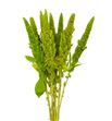 Amaranthus verde recto 65 - AMAVER