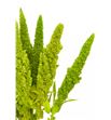 Amaranthus verde recto 65 - AMAVER1