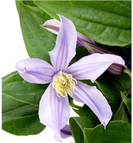 Clematis star river 70 - CLESTARIV