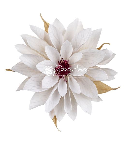 Dahlia preservada white 04 x8 - DAHPREWHI04