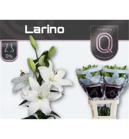 Lilium la hol larino 90 - LAHLAR