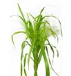 Panicum thundercloud 90 - PANFOU