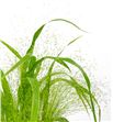 Panicum thundercloud 90 - PANFOU1