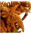 Amaranthus hot biscuit 75 - AMAHOTBIS1