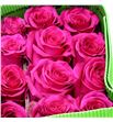 Rosa ecu full monty 50 - REFULMON1