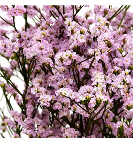 Limonium chino preservado rosa - LIMCHIPREROS