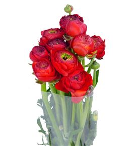 Ranunculo rojo - RANMUSRED