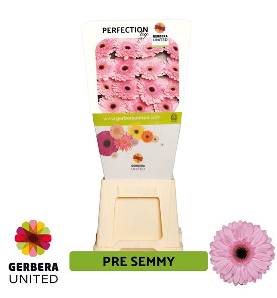Gerbera pre-semmy 50 x15 - GERPRESEM5015