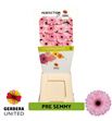 Gerbera pre-semmy 50 x15 - GERPRESEM5015