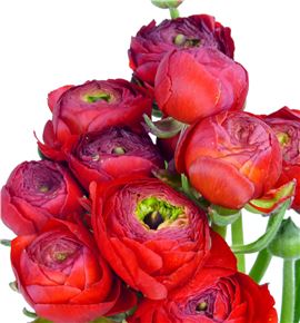 Ranunculo rojo - RANMUSRED