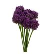 Allium pink lady 75 - ALLPINLAD